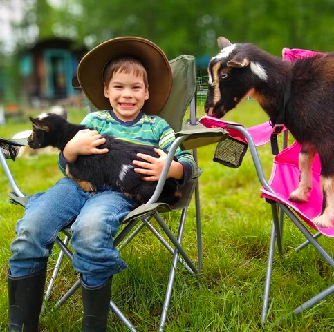 Plucky Palomino - Mini Goats