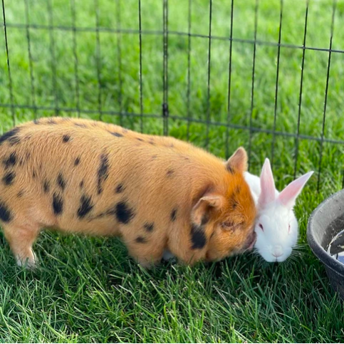 Plucky Palomino Piggy